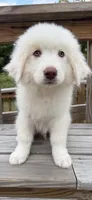 marky , a male Australian Shepherd and Great Pyrenees for sale in Bronx, NY – 7 of 9