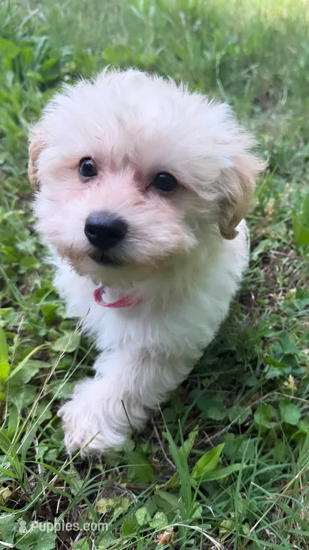 daisy (maltipoo)  – Maltese, Poodle - Toy  puppy for sale in Winston-Salem, NC