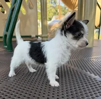 mya (chorkie) , a female Chihuahua and Yorkshire Terrier for sale in Winston-Salem, NC – 2 of 6