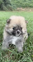 millie , a female Pomeranian for sale in Winston-Salem, NC – 3 of 7