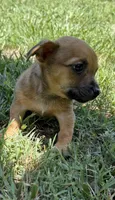 pablo (chiweenie), a male Chihuahua and Miniature Dachshund for sale in Winston-Salem, NC – 3 of 6