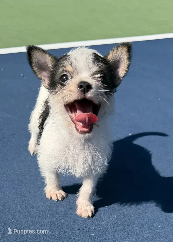 mya (chorkie)  – Chihuahua, Yorkshire Terrier puppy for sale in Winston-Salem, NC