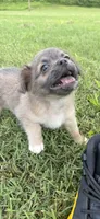 mia (chug puppy), a female Chihuahua and Pug for sale in Winston-Salem, NC – 3 of 9