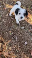 mimi, a female Chihuahua and Shih Tzu for sale in Winston-Salem, NC – 4 of 5