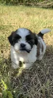 Leo , a male Shih Tzu for sale in Winston-Salem, NC – 7 of 10