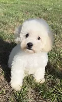 ollie (schnoodle) , a male Miniature Schnauzer and Poodle - Toy  for sale in Winston-Salem, NC – 4 of 9