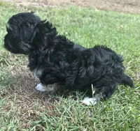 lulu, a female Shih Tzu and Poodle - Toy  for sale in Winston-Salem, NC – 2 of 8
