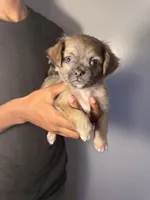 mia, a female Chihuahua and Pug for sale in Winston-Salem, NC – 3 of 4