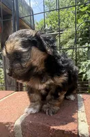 lemon (shorkie), a female Shih Tzu and Yorkshire Terrier for sale in Winston-Salem, NC – 8 of 8