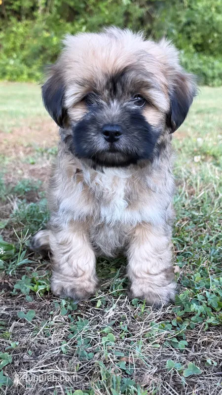 milo (shorkie) – Shih Tzu, Yorkshire Terrier puppy for sale in Winston-Salem, NC