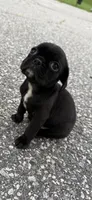oscar (chug puppy), a male Chihuahua and Pug for sale in Winston-Salem, NC – 6 of 6