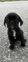oscar (chug puppy), a male Chihuahua and Pug for sale in Winston-Salem, NC – 5 of 6