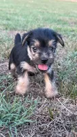 julie (snorkie), a female Miniature Schnauzer and Yorkshire Terrier for sale in Winston-Salem, NC – 2 of 5