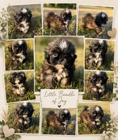 bella (shih-poo), a female Shih Tzu and Poodle - Toy  for sale in Winston-Salem, NC – 2 of 9
