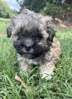 LILY, a female Shih Tzu and Poodle - Toy  for sale in Winston-Salem, NC – 4 of 8