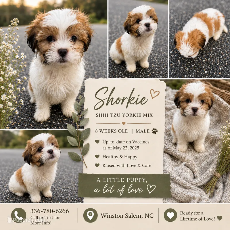 oliver (shorkie) – Shih Tzu, Yorkshire Terrier puppy for sale in Winston-Salem, NC