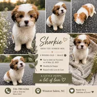 oliver (shorkie), a male Shih Tzu and Yorkshire Terrier for sale in Winston-Salem, NC – 1 of 1