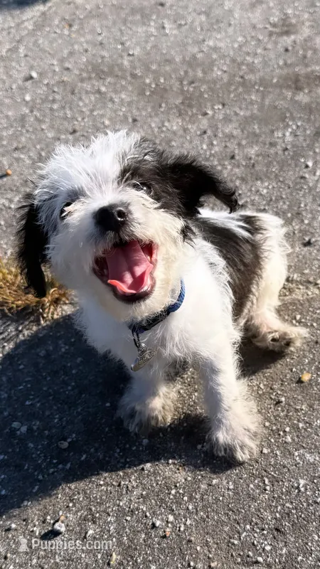 mimi – Chihuahua, Shih Tzu puppy for sale in Winston-Salem, NC