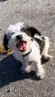 mimi, a female Chihuahua and Shih Tzu for sale in Winston-Salem, NC – 1 of 5