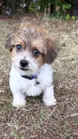 loopy  (yorkiepoo), a male Yorkshire Terrier and Poodle - Toy  for sale in Winston-Salem, NC – 6 of 6