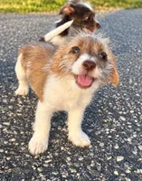 LaLa, a female Jack Russell Terrier and Yorkshire Terrier for sale in Winston-Salem, NC – 2 of 6