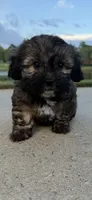 mya, a female Shih Tzu and Yorkshire Terrier for sale in Winston-Salem, NC – 8 of 9