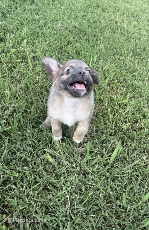mia (chug puppy) – Chihuahua, Pug puppy for sale in Winston-Salem, NC