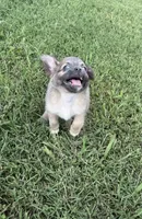 mia (chug puppy), a female Chihuahua and Pug for sale in Winston-Salem, NC – 1 of 9