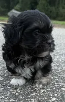 lulu, a female Shih Tzu and Poodle - Toy  for sale in Winston-Salem, NC – 7 of 8