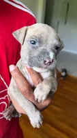 papi, a male American Pit Bull Terrier for sale in Winston-Salem, NC – 5 of 7