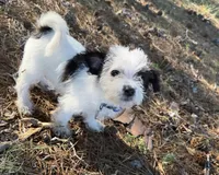 mimi, a female Chihuahua and Shih Tzu for sale in Winston-Salem, NC – 5 of 5