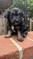 lili (shorkie), a female Shih Tzu and Yorkshire Terrier for sale in Winston-Salem, NC – 4 of 5