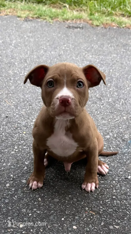 mikey (red nose pitbull)  – American Pit Bull Terrier puppy for sale in Winston-Salem, NC