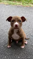 mikey (red nose pitbull) , a male American Pit Bull Terrier for sale in Winston-Salem, NC – 1 of 7