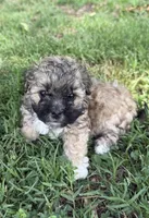 LILY, a female Shih Tzu and Poodle - Toy  for sale in Winston-Salem, NC – 5 of 8