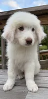 marky , a male Australian Shepherd and Great Pyrenees for sale in Bronx, NY – 5 of 9