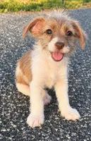 LaLa, a female Jack Russell Terrier and Yorkshire Terrier for sale in Winston-Salem, NC – 3 of 6