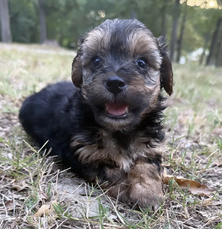 Lulu (shorkie) – Shih Tzu, Yorkshire Terrier puppy for sale in Winston-Salem, NC