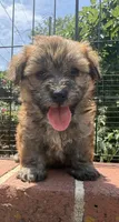 papa bear , a male Shorkie for sale in Winston-Salem, NC – 4 of 7