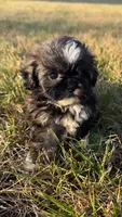 bella (shih-poo), a female Shih Tzu and Poodle - Toy  for sale in Winston-Salem, NC – 3 of 9