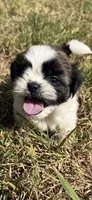 Leo , a male Shih Tzu for sale in Winston-Salem, NC – 6 of 10