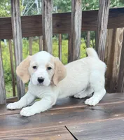 mimi, a  Basset Hound and Dachshund for sale in Greensboro, NC – 3 of 9