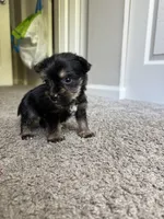chu-chu (snorkie) , a male Miniature Schnauzer and Yorkshire Terrier for sale in Winston-Salem, NC – 5 of 9