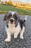 mimi, a female Jack Russell Terrier and Yorkshire Terrier for sale in Winston-Salem, NC – 4 of 7