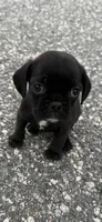 oscar (chug puppy), a male Chihuahua and Pug for sale in Winston-Salem, NC – 3 of 6
