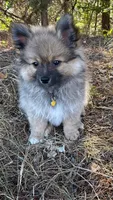 Teddy, a male Pomeranian for sale in Greensboro, NC – 6 of 6