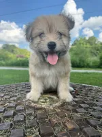 jojo (aussie-pom), a male Pomeranian and Miniature Australian Shepherd for sale in Winston-Salem, NC – 2 of 5