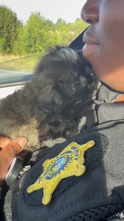 bella (shih-poo), a female Shih Tzu and Poodle - Toy  for sale in Winston-Salem, NC – 9 of 9