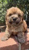 teddy bear (yorkie x shihtzu), a male Shorkie for sale in Winston-Salem, NC – 5 of 10