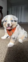 blue, a male Miniature Australian Shepherd for sale in Greensboro, NC – Photo 4 of 7